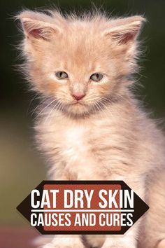 a kitten sitting on top of a wooden table next to a sign that says cat dry skin