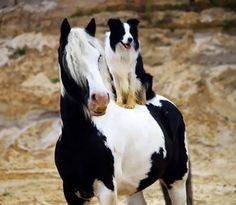 two black and white horses standing next to each other