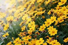 many yellow flowers are growing in the grass