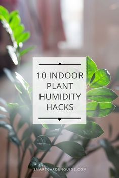 a plant with the words 10 indoor plant humidity hacks