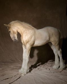 a white horse standing on top of a bed