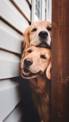 two golden retriever puppies are peeking out from behind a wooden slatted wall