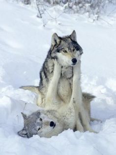 two wolfs playing in the snow with each other