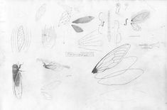 several drawings of different types of insects