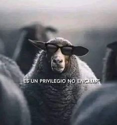 a sheep wearing sunglasses with the words es un pririlegio no eniciaart