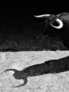 an animal with long horns standing in the sun on some grass and straw, casting a shadow