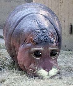 a close up of a cat with a thought bubble above it's head on the ground