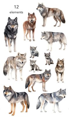 the wolfs are all different colors and sizes