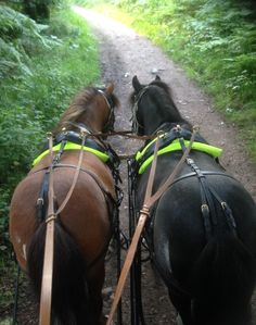 two horses pulling a carriage down a dirt path in the woods with grass and bushes on either side