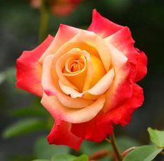 a yellow and red rose with green leaves