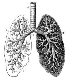 the lungs are shown in this diagram, and there is also an image of what they look like