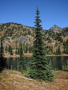 a pine tree stands in front of a mountain lake