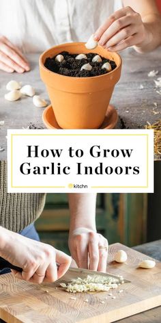 how to grow garlic indoors in the kitchen