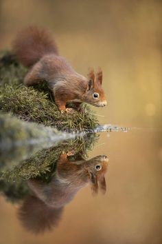 a red squirrel sitting on top of a moss covered rock next to water with its reflection in it's surface