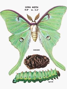 a green butterfly and caterpillar on a white background with the caption luna moth