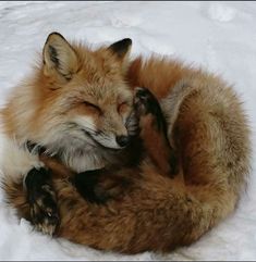 a red fox curled up in the snow with it's head on its paws