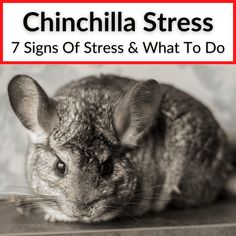 Look for these chinchilla stress signs to quickly spot an issue and take steps to help your pet feel better quickly. Stress can be dangerous, because... Chinchilla Care, Chinchilla Cage, Chinchilla Food, Dust Bath, Tooth Pain, Stomach Issues, Sensitive Stomach, Be Dangerous