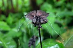 a close up of a flower on a plant with green leaves in the back ground