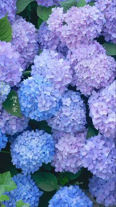 purple and blue flowers with green leaves