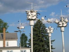 several birds are perched on the top of many bird houses in front of a house