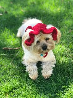 a small white dog wearing a red hat on top of green grass in the sun