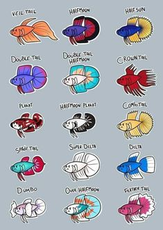 the different types of fish that can be seen in this image