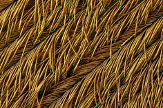 close up view of an orange and green bird's tail feathers with blue dots on them