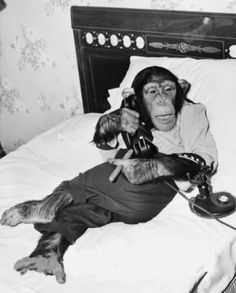 an old photo of a woman in bed with monkeys on her head and telephone to her ear