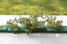 a plant growing out of a window sill with the words center and left arrow pointing to it