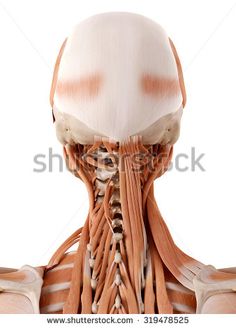 the back view of a human body with muscles and tendils highlighted in white background