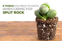 a small potted plant sitting on top of a wooden table with the words 6 things you need to know when caring for split rock