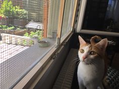 an orange and white cat looking out the window