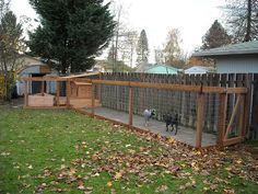 two dogs in a fenced off backyard area