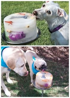 two pictures of dogs eating out of a cake on top of a plate with the caption, 5 make an ice lick by freezing toys, bones, and chicken broth into a cake mold