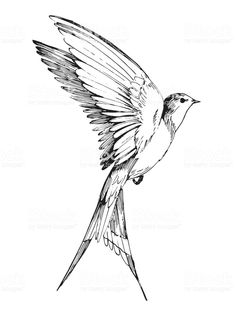 a black and white drawing of a hummingbird flying