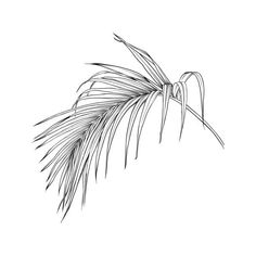 a black and white drawing of a palm tree branch with long thin leaves on it