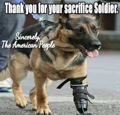 a german shepard dog with an ankle brace on it's leg and the caption thank you for your service soldier