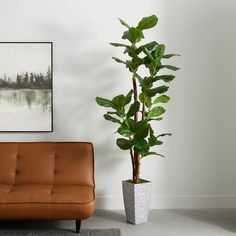 a living room with a couch and a potted plant on the floor next to it