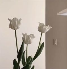 three white tulips are in a vase on a table next to a lamp