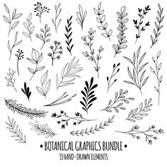 the botanical graphics bundle includes hand drawn leaves and branches, including an assortment of plants