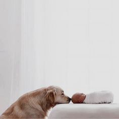 a baby and a dog are kissing on the bed