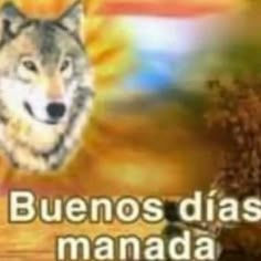 an image of a wolf with the words buenos dias manada