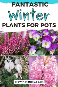 25 best winter plants for pots and container gardens - Growing Family Plants For Pots, Yard Inspiration, Winter Gardens, Ornamental Kale, Potted Plants Outdoor, Winter Plants, Container Gardens, Low Maintenance Plants