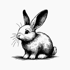 a black and white drawing of a rabbit sitting on the ground with its head turned to the side