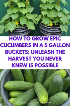 cucumbers in a bucket with text overlay how to grow epic cucumbers in a 5 gallon bucket unleash the harvest you never knew is possible