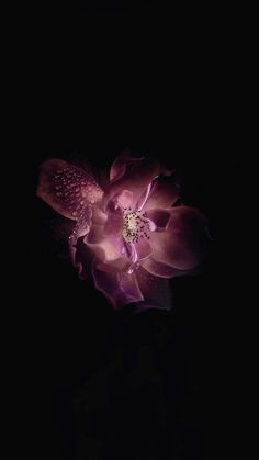 a flower that is sitting in the dark