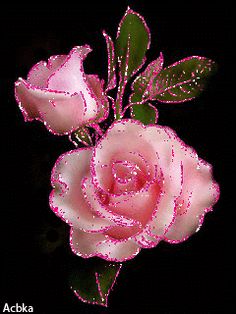 three pink roses with green leaves on a black background in the dark, one has water droplets all over its petals