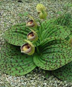 a green plant with brown spots growing out of it's center surrounded by gravel