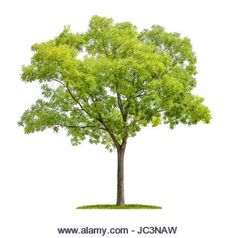 a tree with green leaves on a white background