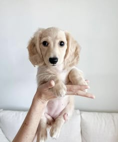 a person holding a puppy up in the air with their hand on top of it